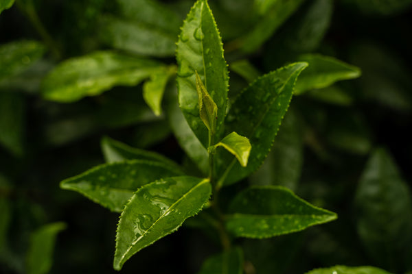 Loose leaf teas