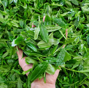 Meiryoku Shincha 2022 - Tiger Matcha